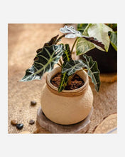 Load image into Gallery viewer, Faux Bamboo Woven Cement Planter- Rustic Reach Faux Bamboo Woven Cement Planter - Eco Friendly
